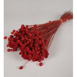 fleurs sechees jazilda rouges le comptoir