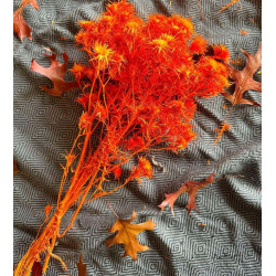 fleurs sechees chardons oranges le comptoir 1