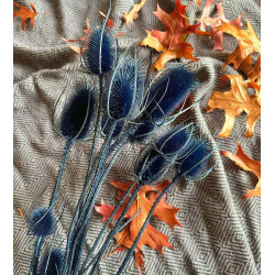 fleurs sechees chardons bleues le comptoir 1 