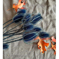 fleurs sechees chardons bleues le comptoir 3 