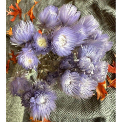 fleurs sechees immortelles lilas le comptoir 1