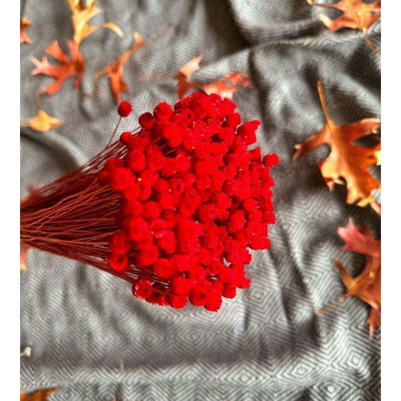 fleurs sechees jazilda rouges le comptoir 2