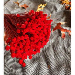 fleurs sechees jazilda rouges le comptoir 1 